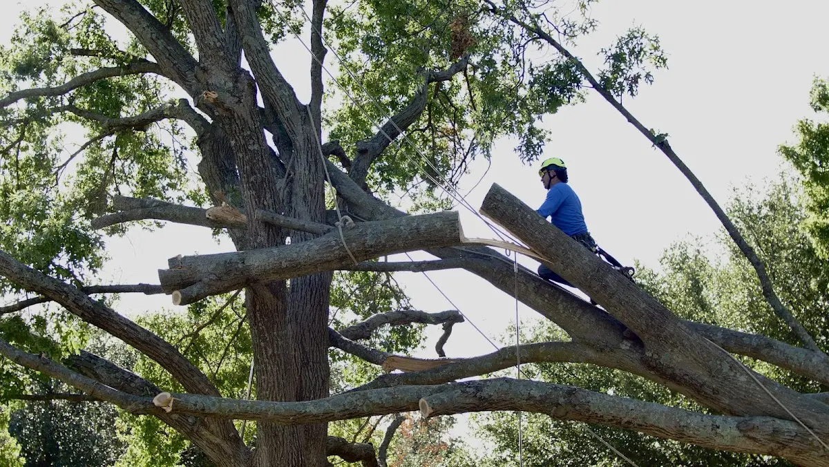 Professional Crown Thinning performed by certified arborists in Floral Park